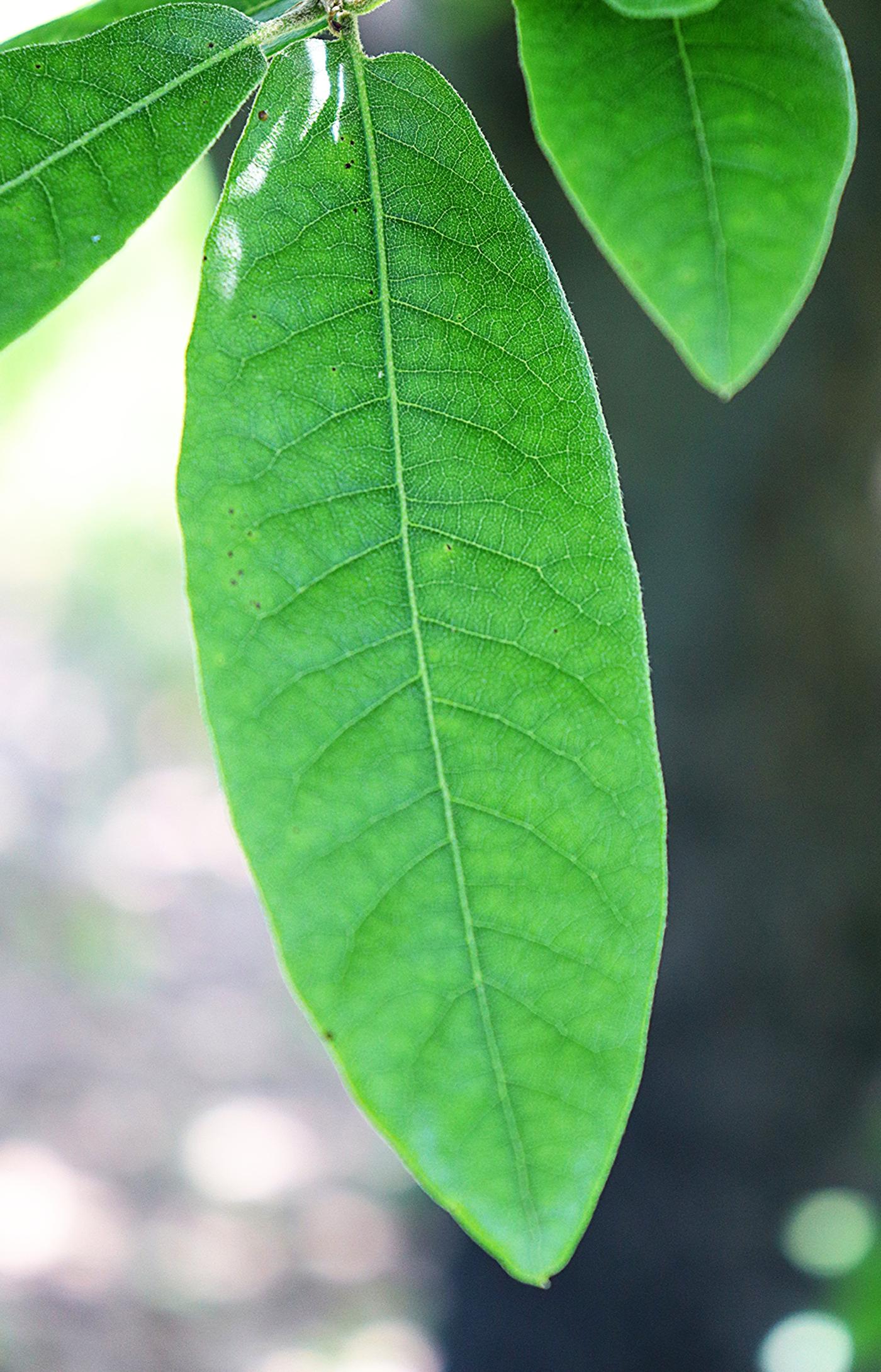 Quercus crassipes image