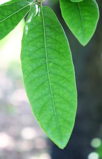 Quercus crassipes image