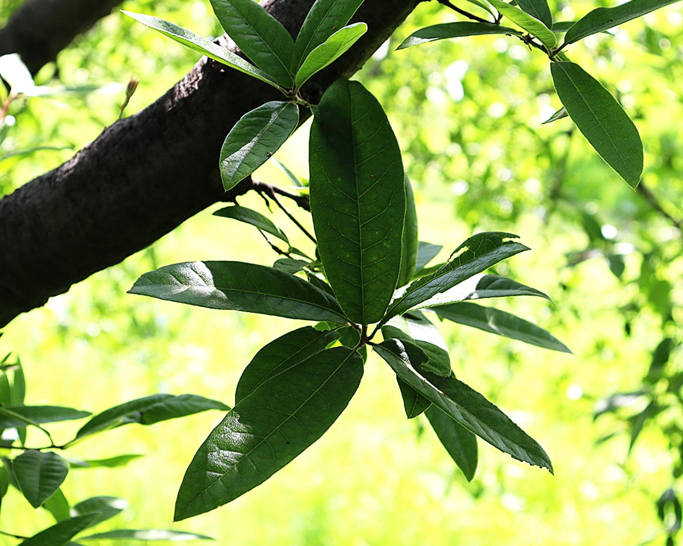 Quercus crassipes image