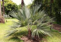 Brahea dulcis image