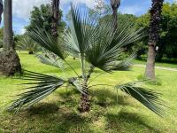 Brahea dulcis image