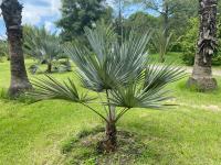 Brahea dulcis image