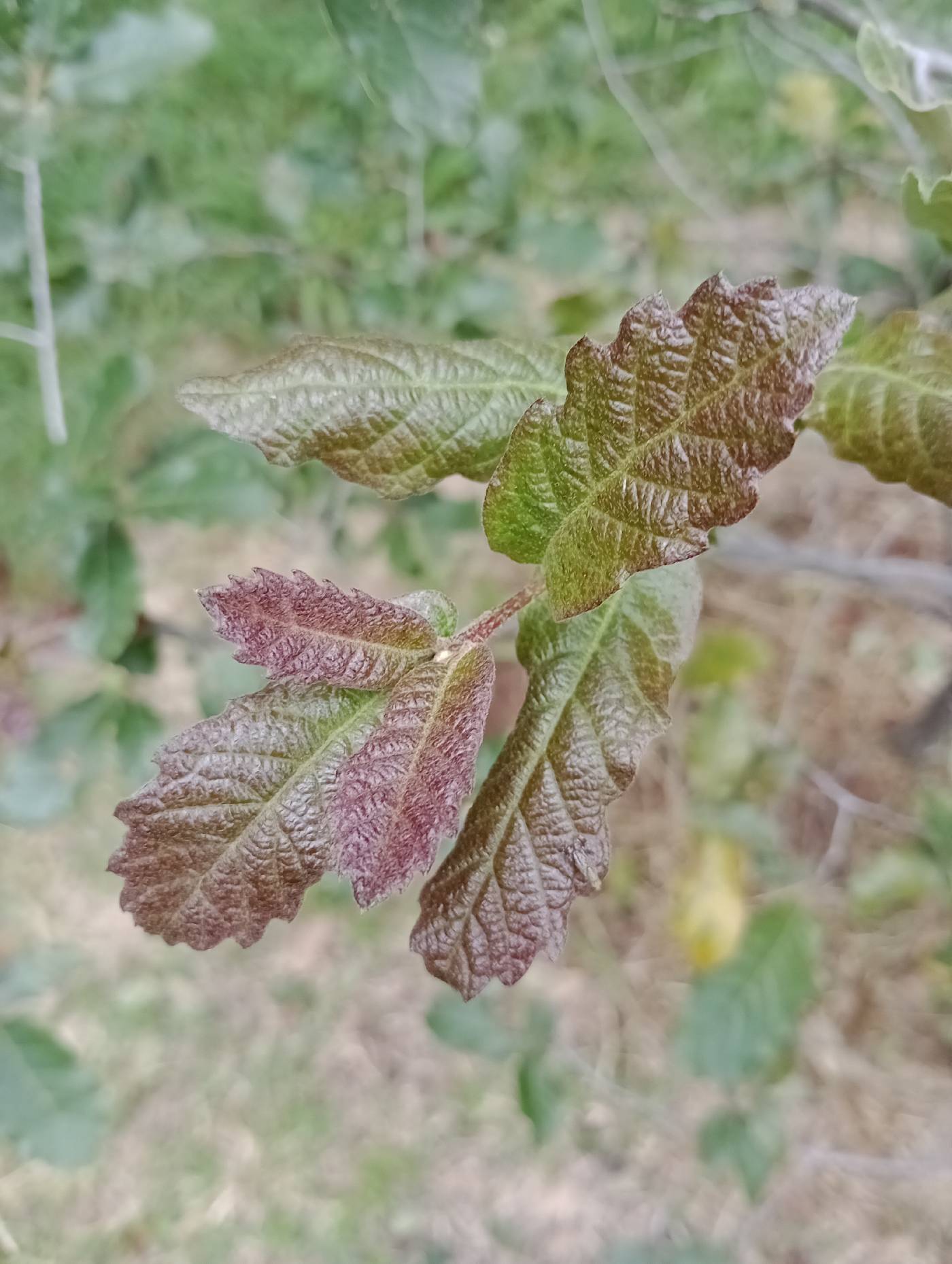 Quercus deserticola image