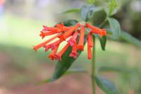 Bouvardia ternifolia image