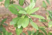 Quercus obtusata image
