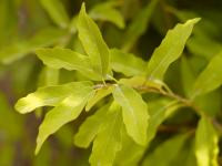 Quercus polymorpha image