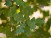 Quercus laceyi image