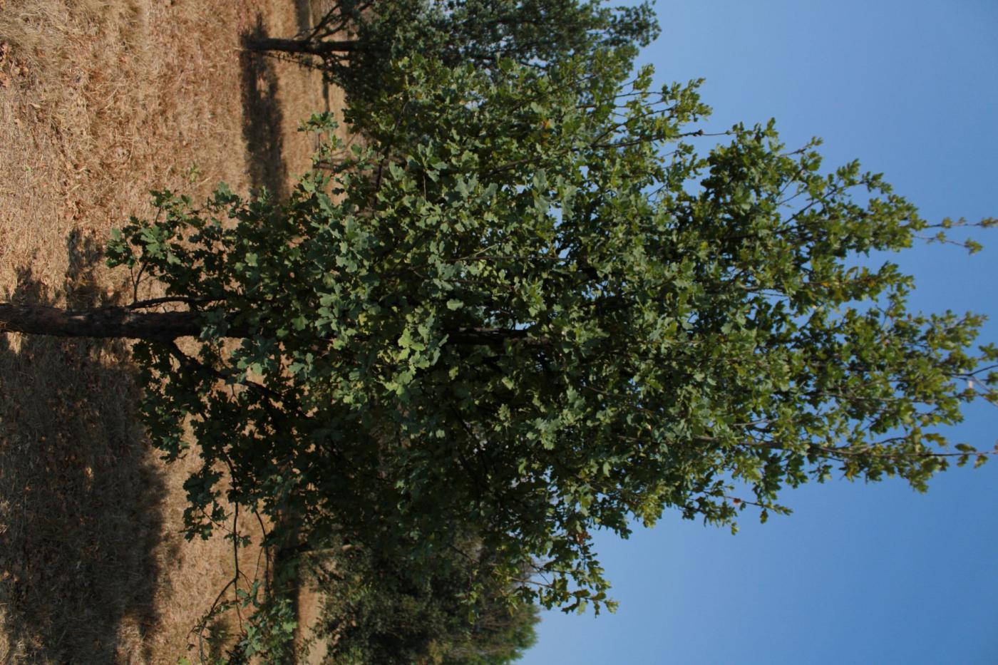 Quercus laceyi image