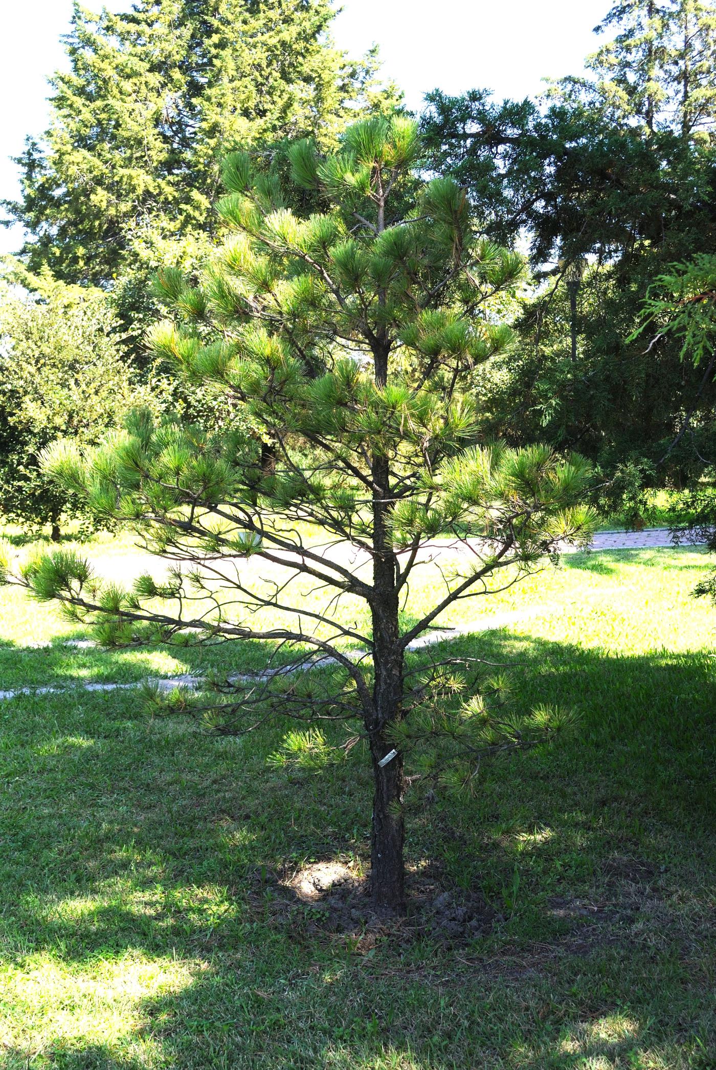 Pinus arizonica var. stormiae image
