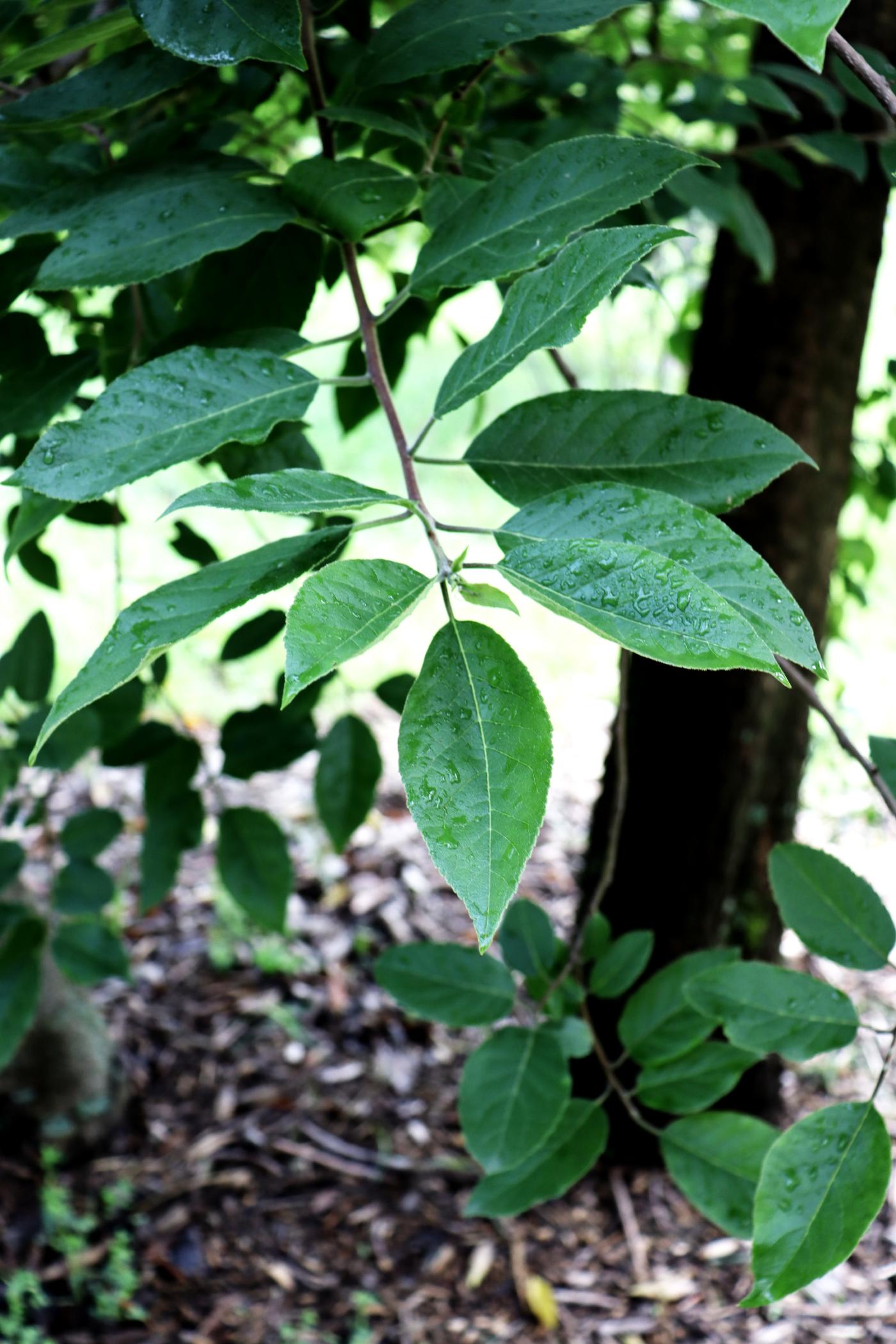 Ehretia latifolia image