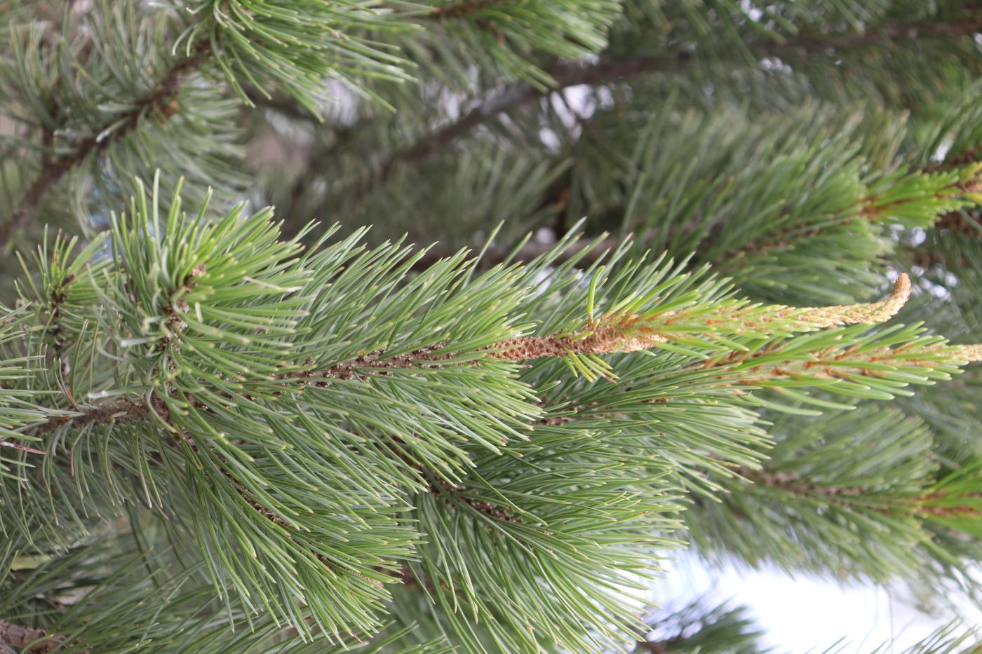 Pinus johannis image