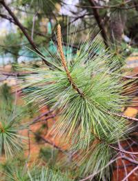 Pinus maximartinezii image