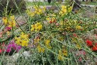 Parkinsonia aculeata image