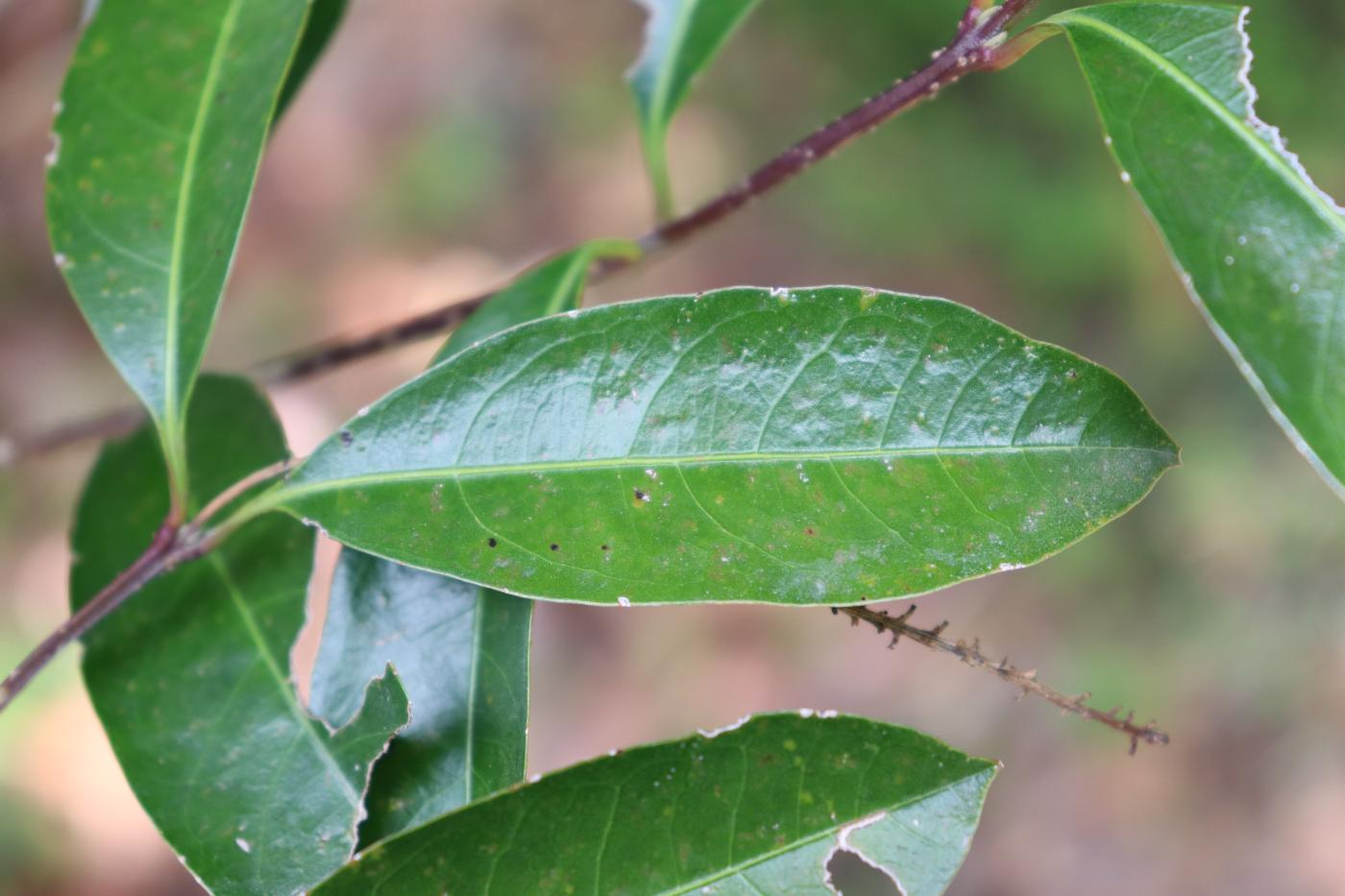 Citharexylum ligustrinum image