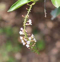 Citharexylum ligustrinum image
