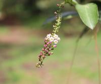 Citharexylum ligustrinum image