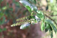 Citharexylum ligustrinum image