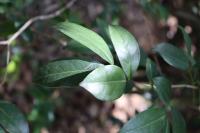 Citharexylum ligustrinum image