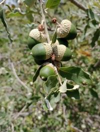 Quercus microphylla image
