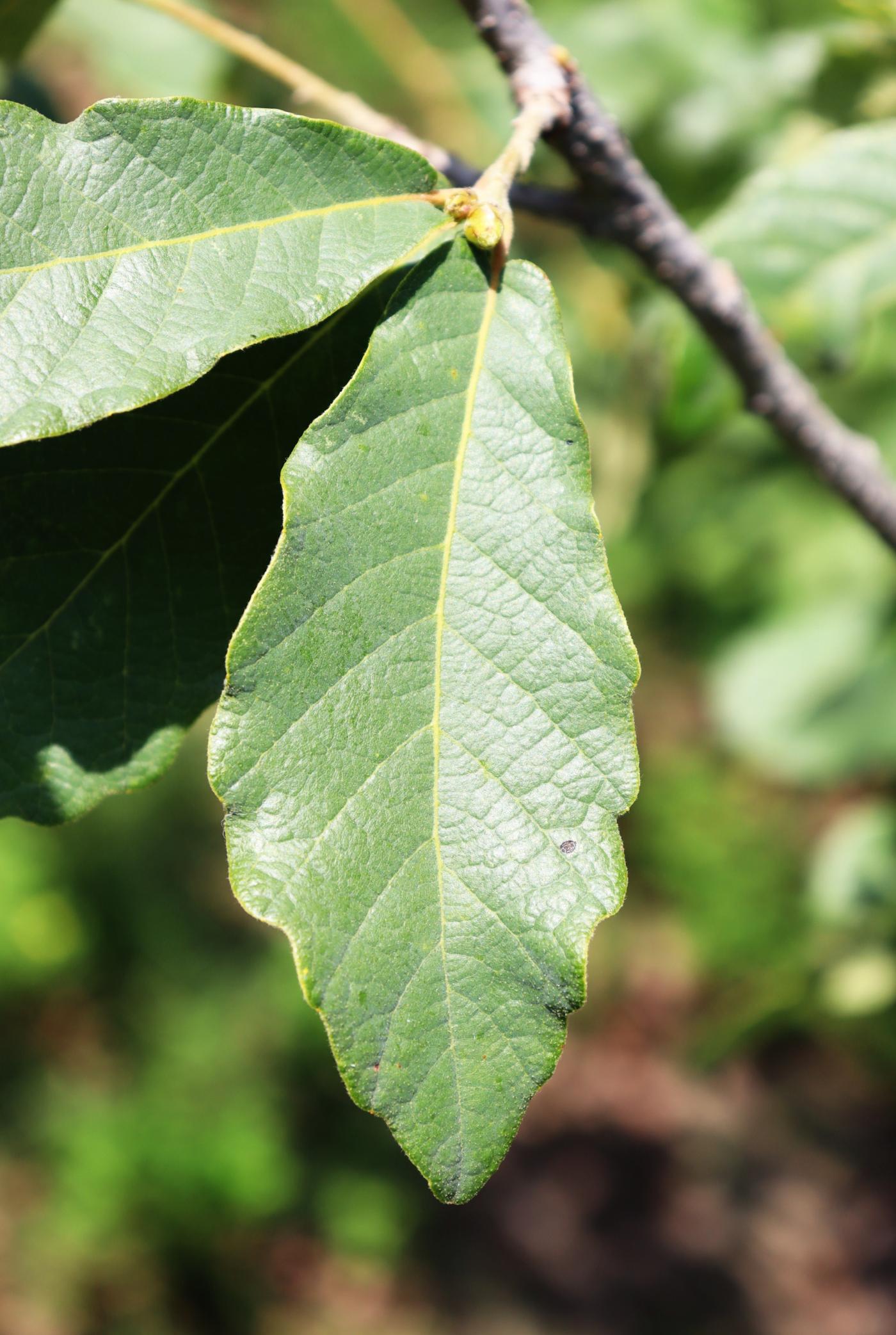 Quercus laeta image
