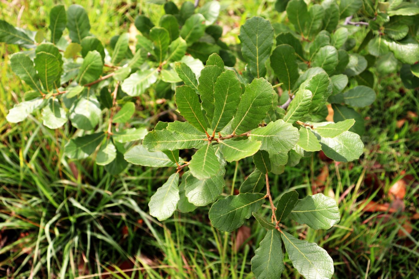 Quercus obtusata image