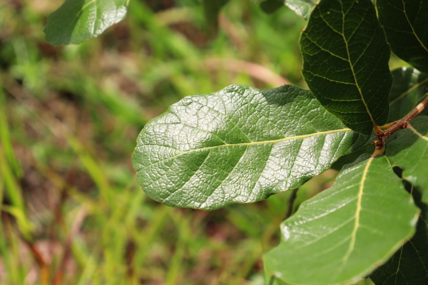 Quercus obtusata image