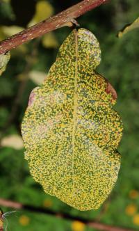 Quercus obtusata image
