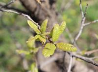 Quercus glaucoides image