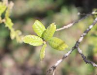 Quercus glaucoides image