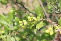 Garrya laurifolia image