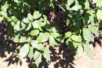 Quercus polymorpha image
