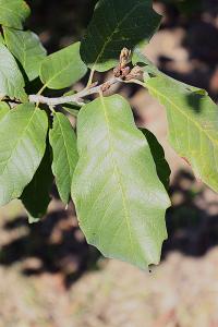 Quercus polymorpha image