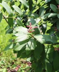 Quercus polymorpha image