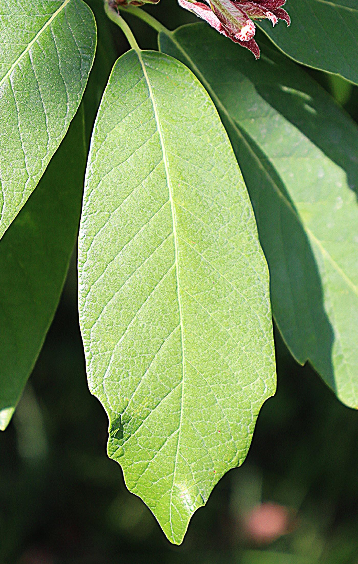 Quercus polymorpha image
