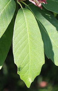 Quercus polymorpha image
