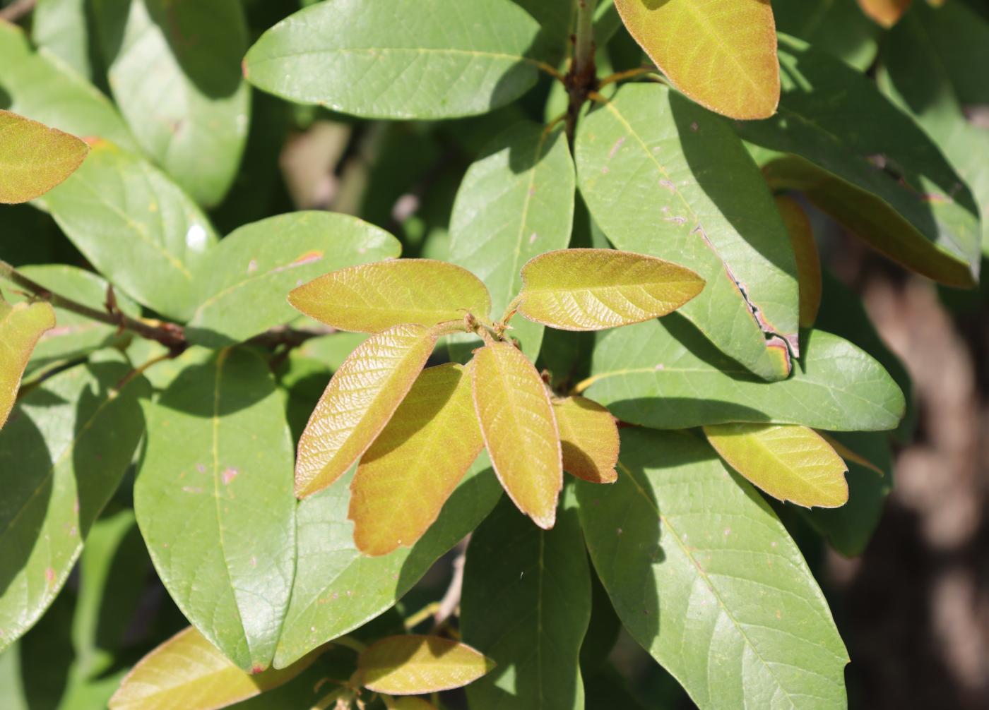 Quercus polymorpha image