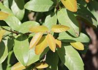 Quercus polymorpha image
