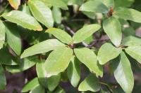 Quercus polymorpha image