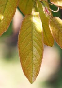Quercus polymorpha image