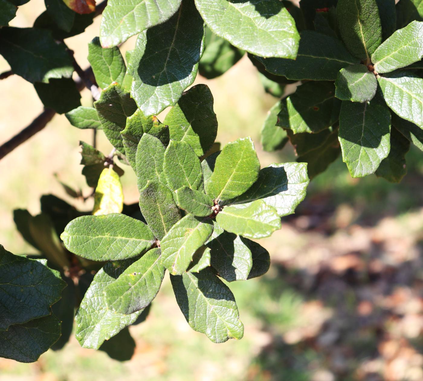 Quercus ariifolia image