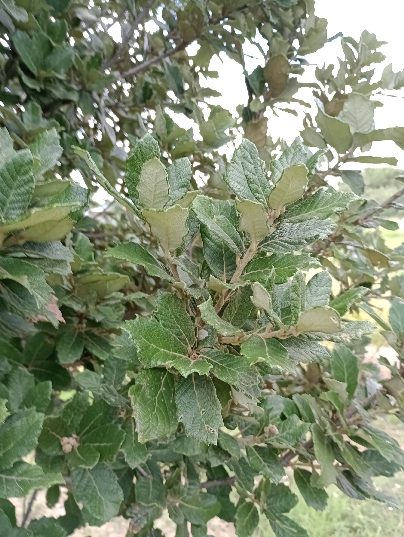 Quercus ariifolia image
