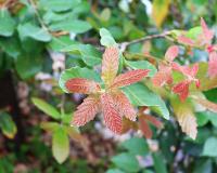 Quercus obtusata image