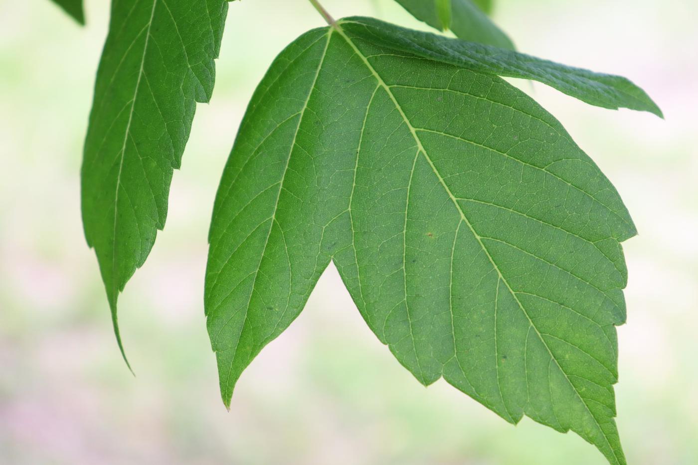 Acer negundo var. texanum image