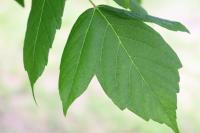 Acer negundo image