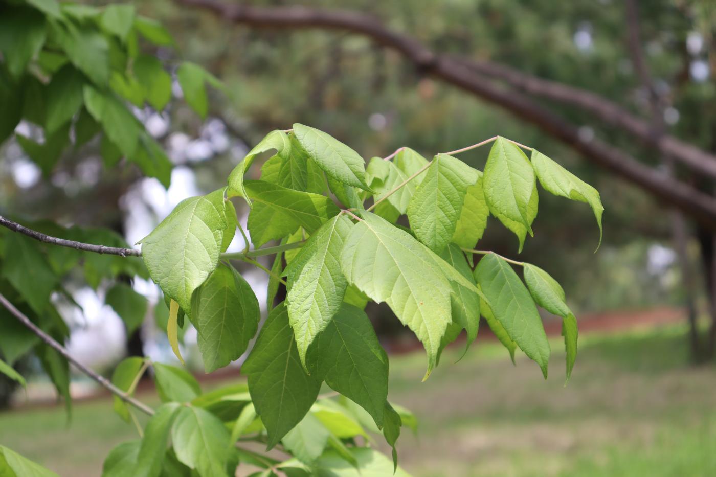 Acer negundo var. texanum image