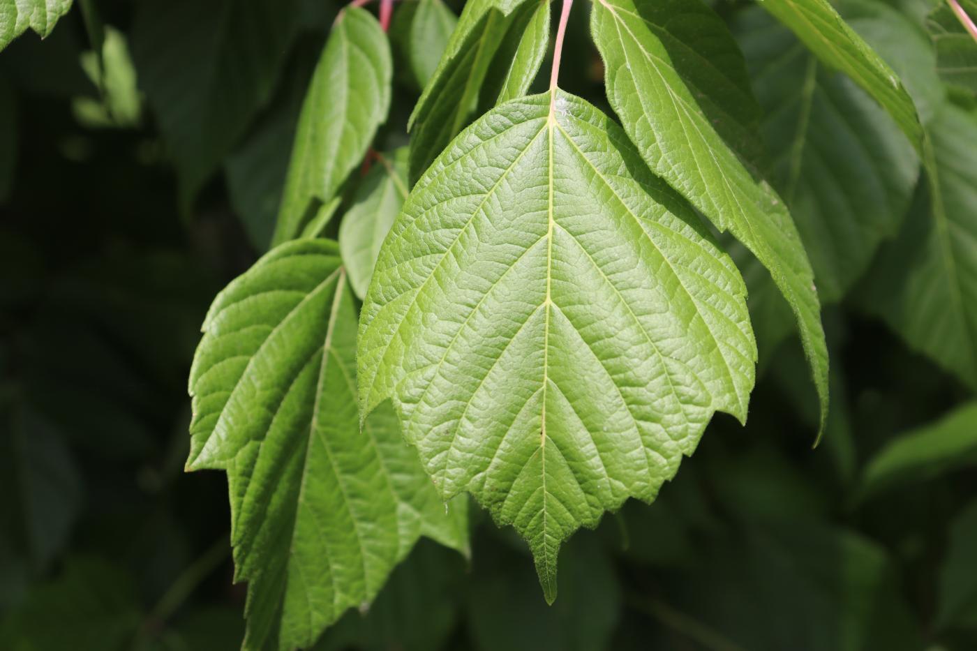 Acer negundo var. texanum image