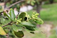 Garrya ovata image