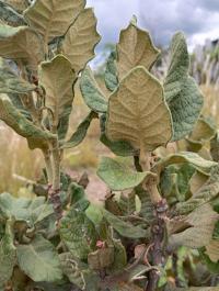 Quercus greggii image