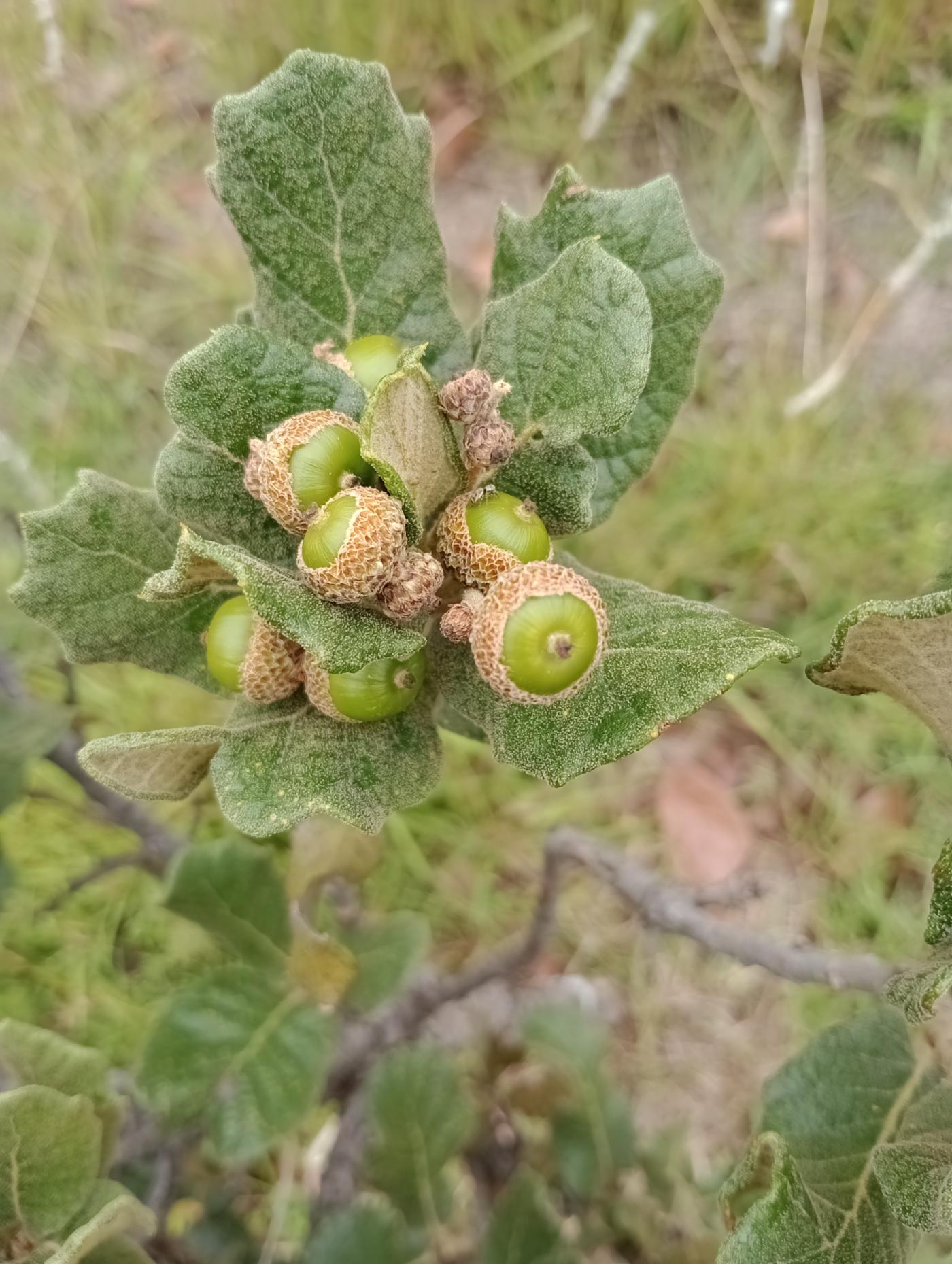 Quercus greggii image
