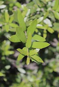 Quercus fusiformis image